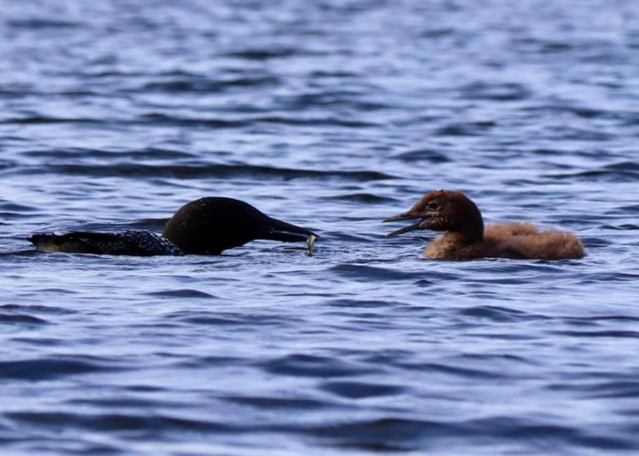 Mirror Lake NH Loons