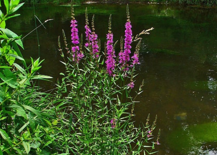 Mirror Lake NH Invasive Plants